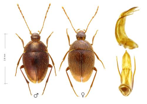 Réf. 333 086 : Speodiaetus bucheti